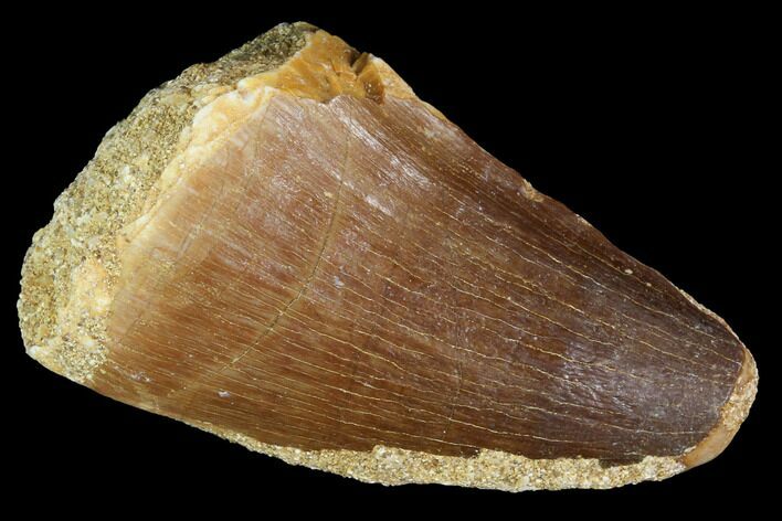 Mosasaur (Prognathodon) Tooth - Morocco #101005